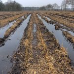 Dried out ruts on farm