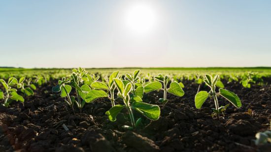 Young soy plants thriving in fertile soil at sunrise
