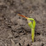 Damaged corn seedling with brown leaf tip showing signs of frost injury in early growth.