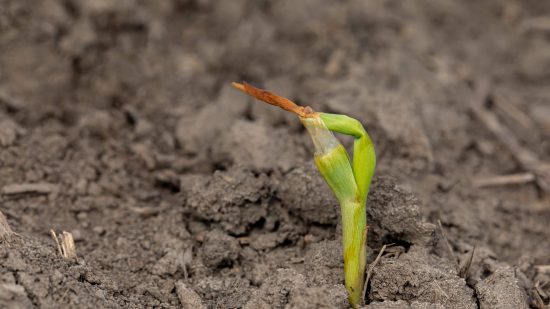 Damaged corn seedling with brown leaf tip showing signs of frost injury in early growth.