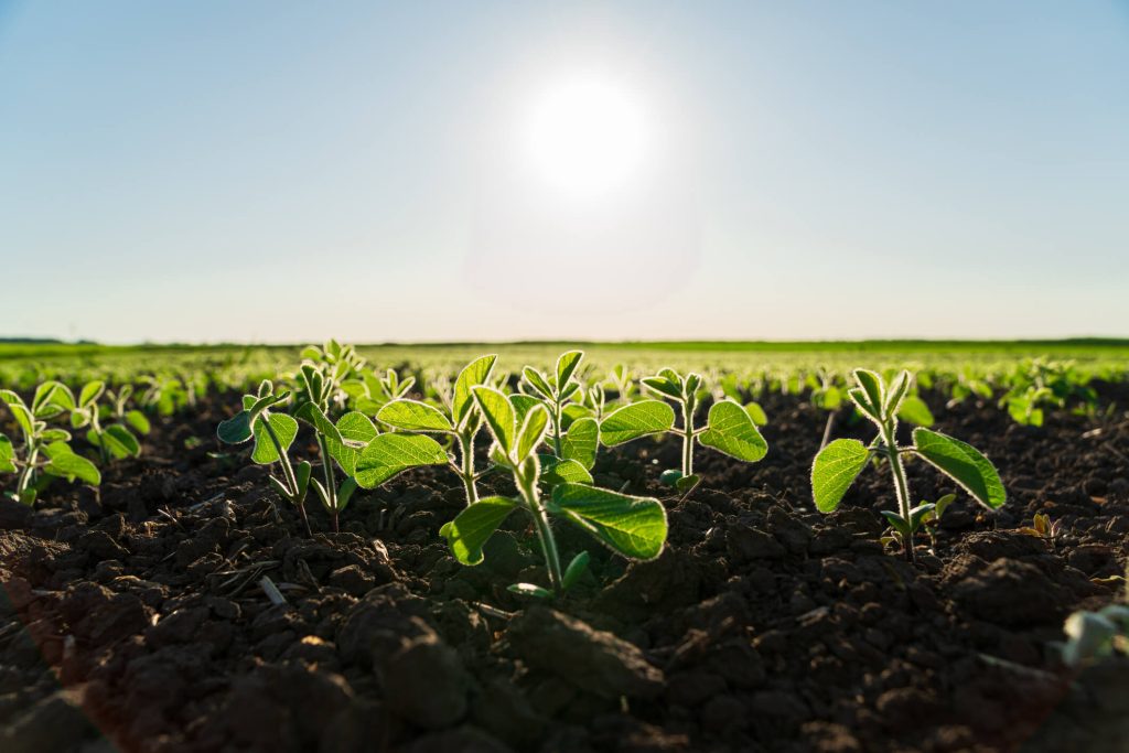 Young soybean plants emerging in early spring sunlight on dark, well-prepared soil.